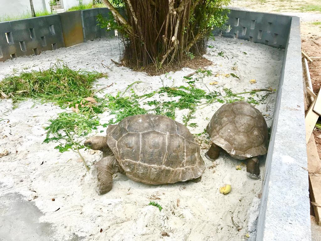 Castaway Cabană *