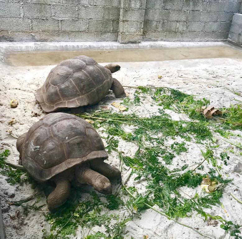 Cabană Castaway *